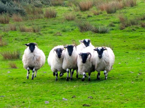 Sheeps Ireland Feed My Sheep Sheep Painting