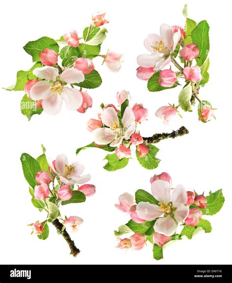 Blossoms Of Apple Tree Isolated On White Background Spring Flowers Set