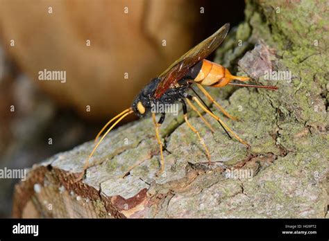 Greater Horntail Giant Wood Wasp Urocerus Gigas Drilling Its