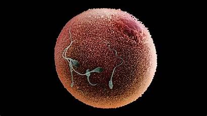 Egg Cell Sperm Eggs Swimming Male Sexual