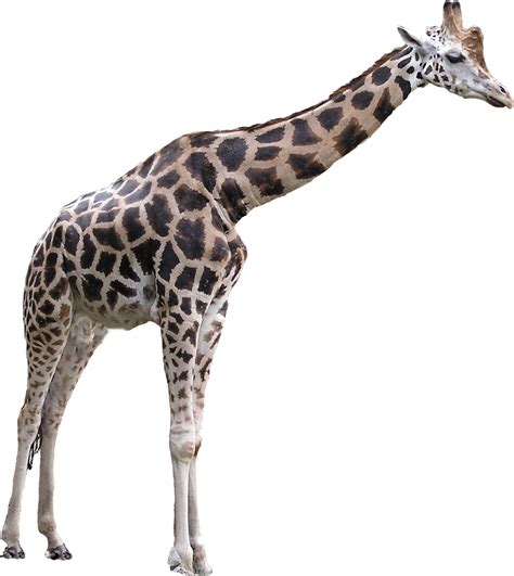 Png Hd Giraffe Transparent Hd Giraffepng Images Pluspng