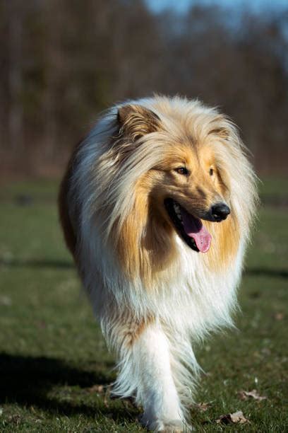 180 Lassie Dog Pics Stock Photos Pictures And Royalty Free Images Istock