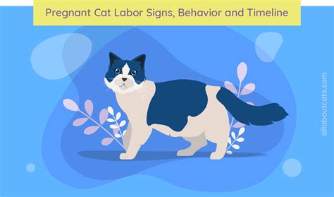Pregnant Cat Labor Signs Behavior And Timeline Were All About Cats