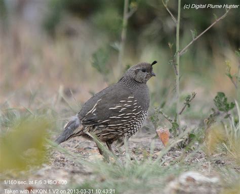 All our names originate from england or have a. Hunting Digital Plumes in the US and Beyond: Birds ...