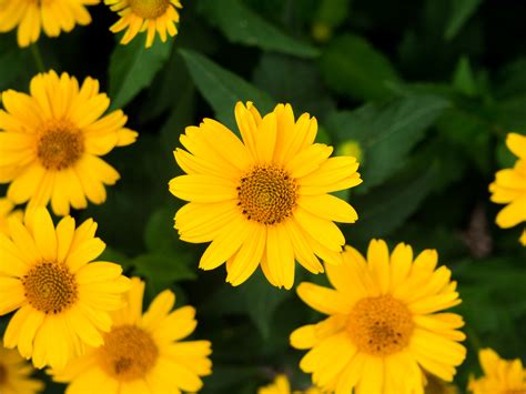 Free photo: Yellow flowers - Bloom, Bspo07, Droplets - Free Download ...