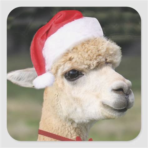 Christmas Alpaca Wearing Elf Hat And Ribbon Square Sticker