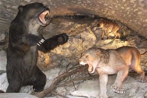 Bear Cave Its Poland