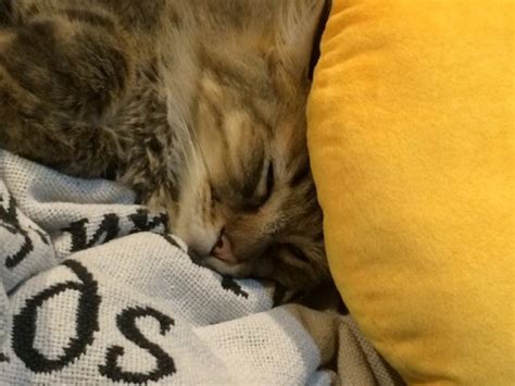 In order to survive, they have adapted a deep natural instinct to hide their pain. Cats feel pain, but they hide it. What should you look for?