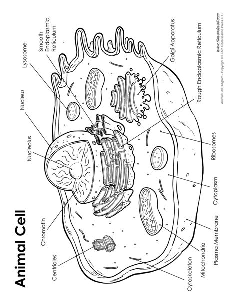 Maybe you would like to learn more about one of these? Animal Cell Diagram - Labeled - Tim van de Vall