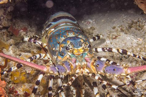 Ornate Spiny Lobster Facts And Photographs Seaunseen Spiny