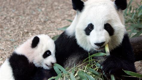 Pandas Preggers Atlantas Lun Lun Expecting 4th Cub