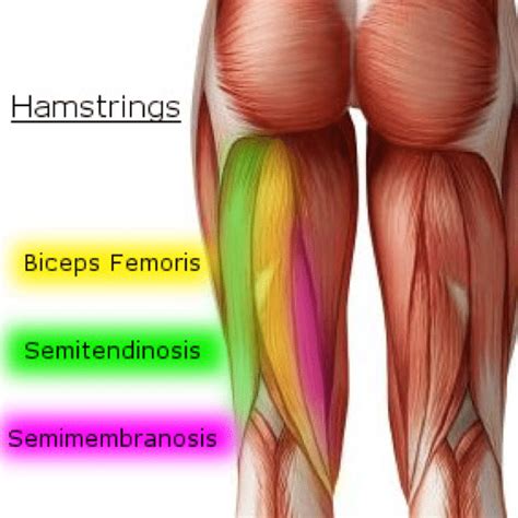 Knee Pain Caused By A Hamstring Injury Wayne Nj High Mountain Orthopedics
