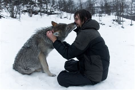 Best Time To See A Kiss From An Arctic Wolf In Norway 2024 Roveme
