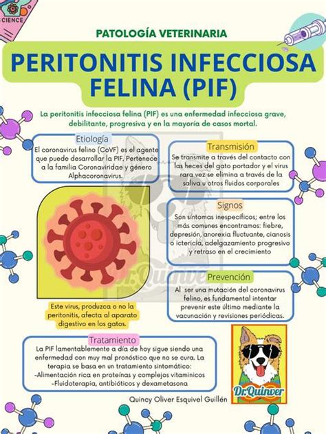 Peritonitis Infecciosa Felina PIF Dr Quinver UDocz
