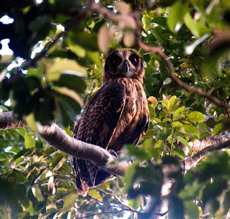 220 Fearful Owl Nesasio Solomonensis Endemic To The Solomon