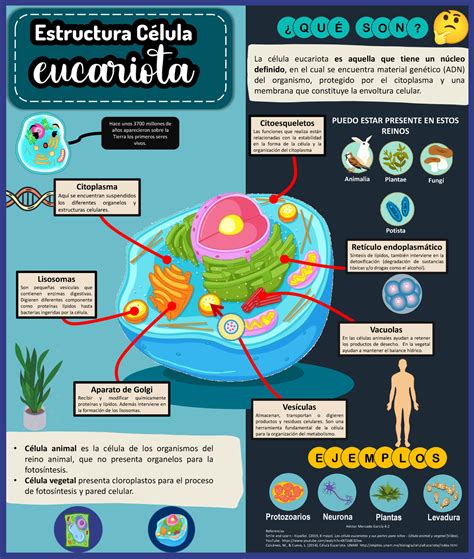 Infografía de la célula eucariota Estructura Célula eucariota