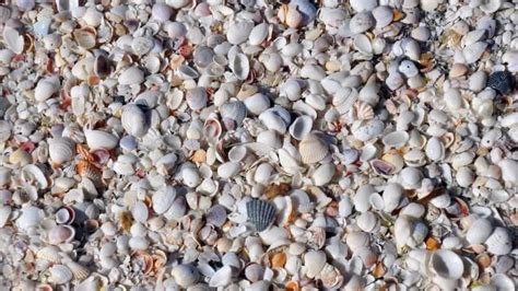 Best Place In Florida For Collecting Seashells Best Places In Florida