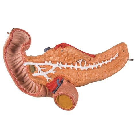 Anatomical Stomach Duodenum And Pancreas Model Stomach 3 Part