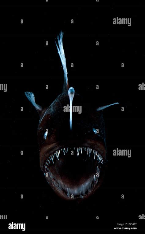Deep Sea Anglerfish Melanocoetus Sp Female With Lure Projecting From