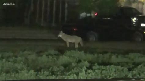 Coyote Shot Killed In Front Of Houston Home