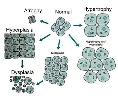 An Image Of Different Types Of Plant Cells