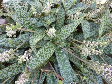 Las mejores ofertas para ledebouria socialis 1 plant están en ebay ✓ compara precios y características de productos nuevos y usados ✓ muchos artículos con envío gratis! PlantFiles Pictures: Silver Squill, Violet Squill ...