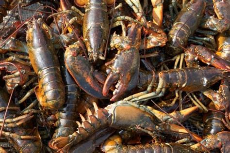 High Expectations As Lobster Season Opens In Nova Scotia Canadian