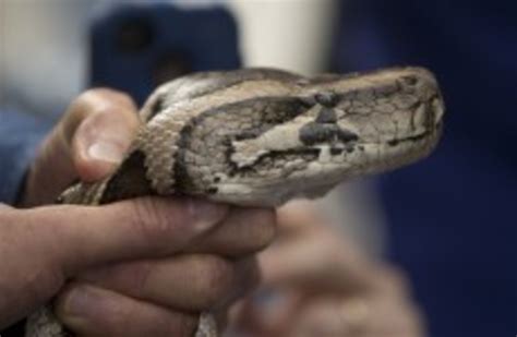 Two Children Killed In Their Sleep By Escaped Python · Thejournalie