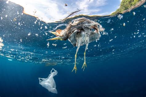 Plastik Im Meer Gefahr Für Tier Und Umwelt Kyma
