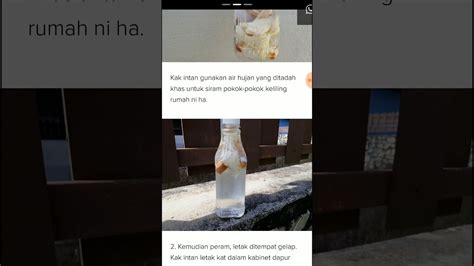 We did not find results for: Siram Baja Roti Seminggu 3 Kali, Tanaman Subur Bunga Makin ...