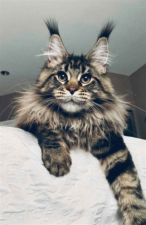 Maine coon kittens are not born with long fur. Thinking of quarantine adoption? All the large cat breeds ...