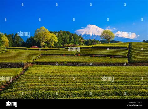 Japanese Green Tea Plantation And Mt Fuji Shizuoka Japan Stock Photo