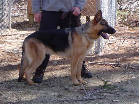 1 Year Old German Shepherd Size Dog Breed Information