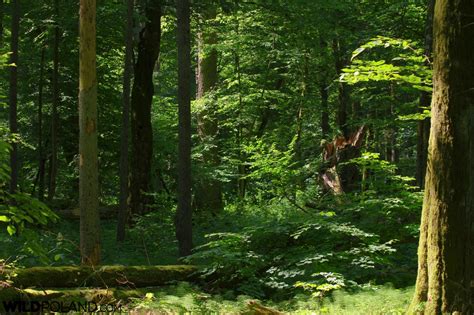 Primeval Forest & Marshes, June 2019 - Wild Poland