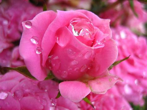 Rained Pink Rose Flowers Photo 34869476 Fanpop