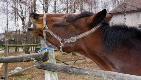 It is a squeaking, grunting or honking noise and sounds like trapped air being forced out or kept in the sheath area. Gelding Horses With Swollen Sheaths | Animals - mom.me