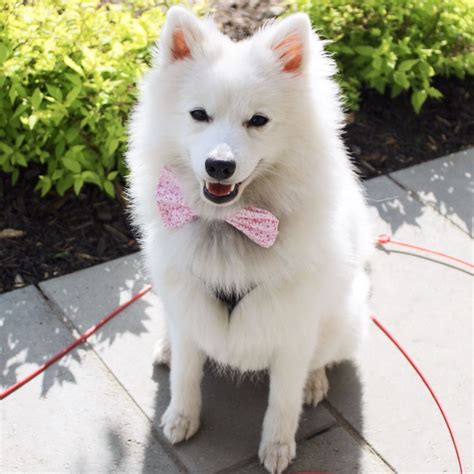 Japanese Spitz Breed Information Guide Quirks Pictures Personality