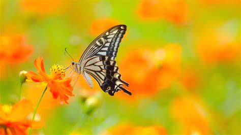 Butterfly 4k Ultra Hd Wallpaper And Background Image 3840x2160 Id