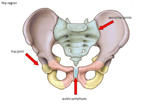 Pelvic Girdle Pain In Pregnancy Active Pt And Sports