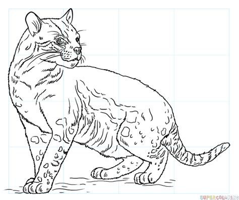 How To Draw An Ocelot Step By Step Drawing Tutorials