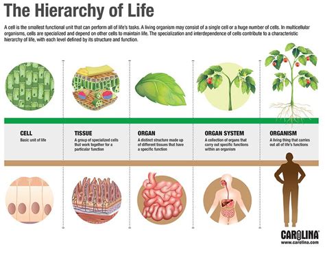 Infographic The Hierarchy Of Life Biology Lessons Plant And Animal