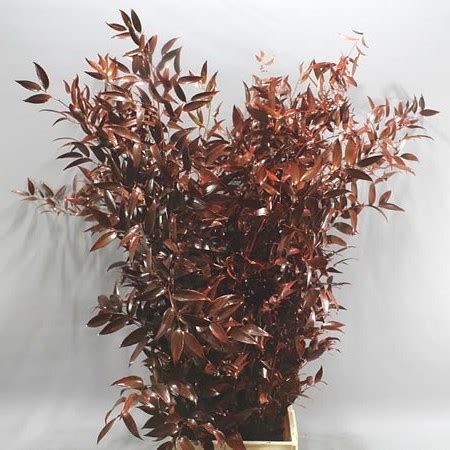 Soft Ruscus Dyed Red Cm Wholesale Dutch Flowers Florist Supplies Uk