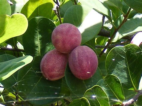 Caco Fruta Exótica Popular En La Costa Del Estado De Chiapas Mis