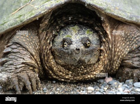 Female Snapping Turtle Up Close Ontario Canada Stock Photo Alamy