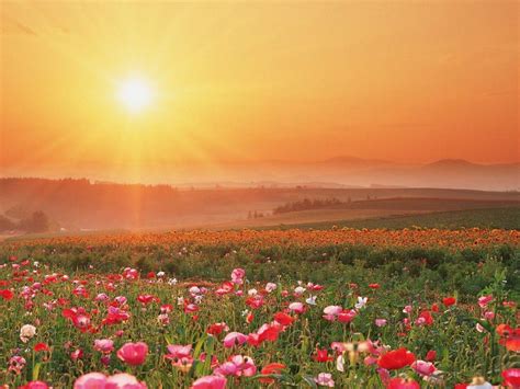 Field Of Flowers Wallpapers Wallpaper Cave