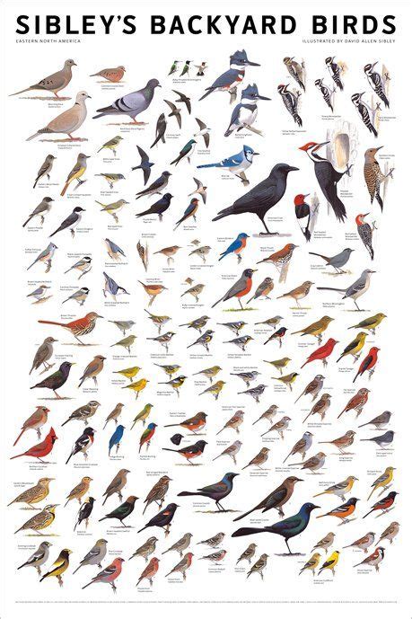 Each bird encountered is like a little puzzle or mystery to solve, because, while birds of a single species all share a certain set of physical traits, no two individual birds, like no two individual humans, are exactly alike. Identification Charts | My mom, Your name and Mom