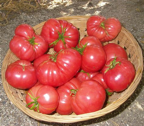 Oxheart Tomato Red Seeds