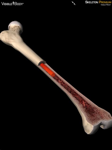 Femur Marrow Medullary Cavity Cancellous Bone Skeletal