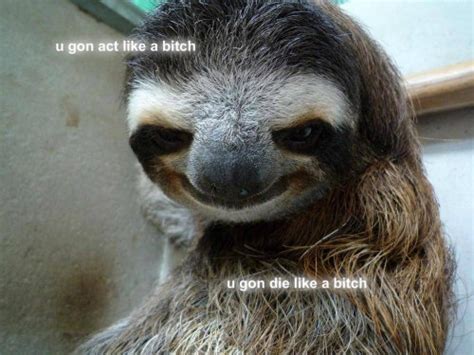 Sloth Meme On Tumblr