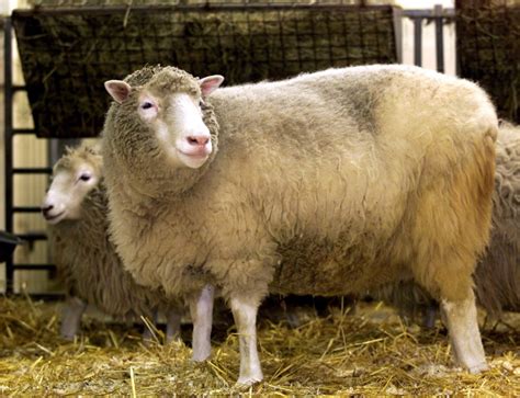 Cloned Animal Health Problems Dolly The Sheep Copies Ageing Well